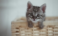 cats - Kitten wallpaper