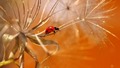 Ladybug - animals photo