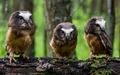 Owls - animals photo