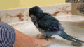 Parrot - random photo