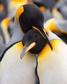 Penguins - animals photo