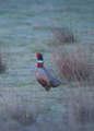 Pheasant - random photo