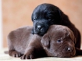 Puppies - dogs photo