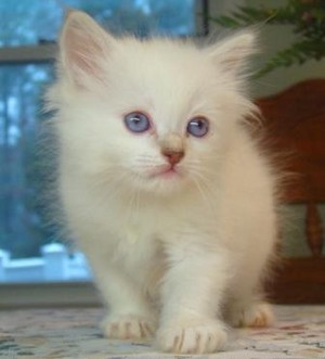  Ragdoll Kitten