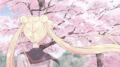 Sakura Tree - random photo