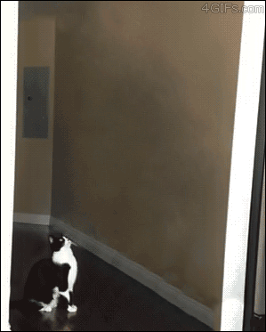  UFO abducts cat (animated gif)