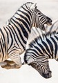 Zebras - animals photo