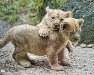 adorable lion cubs