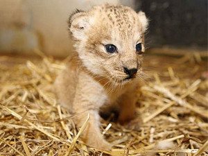 adorable lion cubs