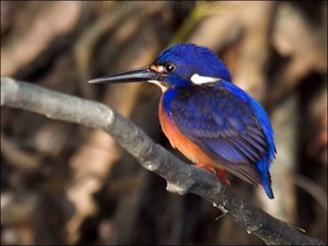  azure kingfisher