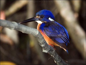  azure kingfisher