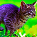 cats - cats icon