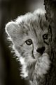 cheetah cub playing peek-a-boo - cheetah photo
