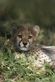 cheetahs - cheetah photo