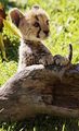cute cheetah cub - cheetah photo