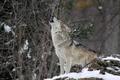 images  2  - wolf-lovers-place photo