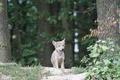 images  30  - wolf-lovers-place photo