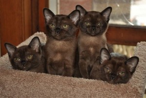 Burmese Kittens 