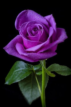  A Purple Rose Just 4 U