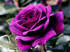  A Purple Rose Just 4 U