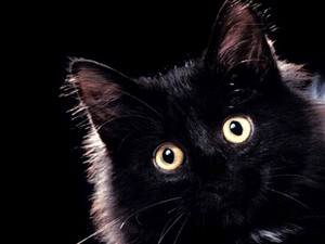  Black Cat karatasi la kupamba ukuta 💖