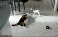 Cat and Dog - random photo