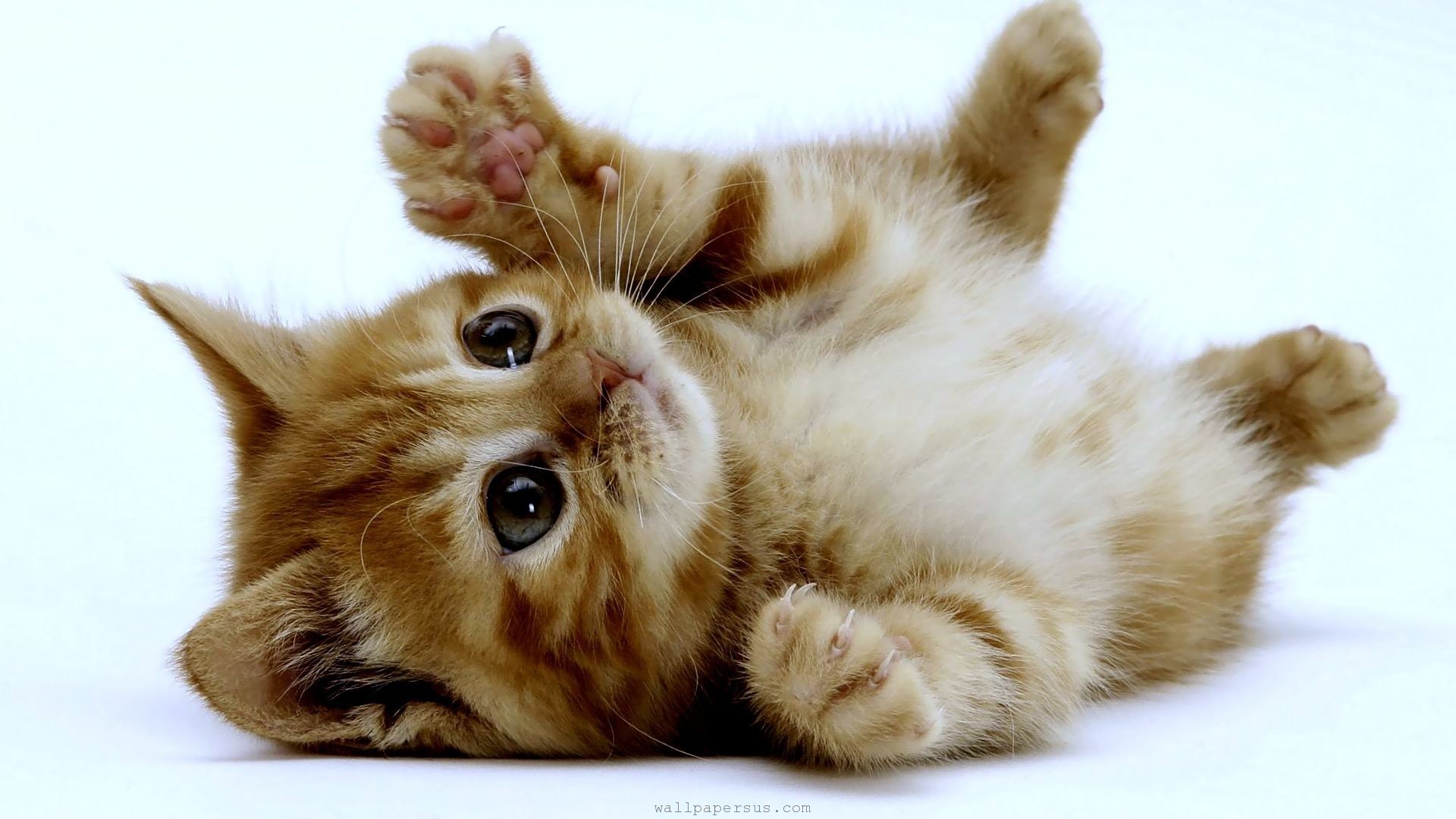 http://images6.fanpop.com/image/photos/40800000/Cats-animals-kittens-background-us-cute-kittens-40835529-1920-1080.jpg