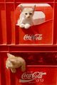Coca Cola Kittens  - coke photo