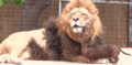 Dog and Lion - random photo