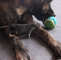 Dog and Rat - dogs photo