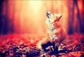 Fox - animals photo