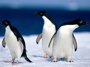  Penguins Of Antarctica