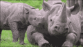Rhinoceros - random photo