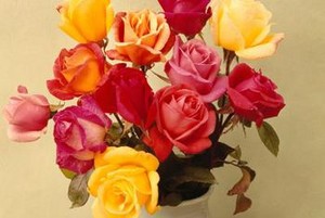  rosas Of Various Colours