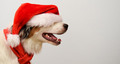 Santa dogs - dogs photo