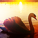 Swan - animals icon