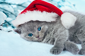 cute kittens wearing Christmas hats