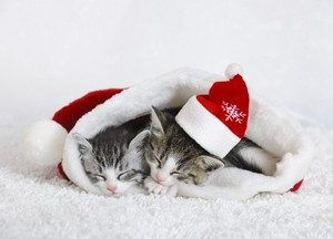  cute बिल्ली के बच्चे wearing क्रिस्मस hats