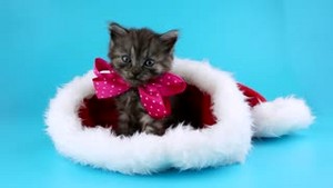  cute Kätzchen wearing Weihnachten hats