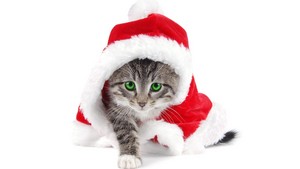  cute anak kucing wearing Krismas hats