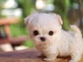 d46cca62b867c87c08b04053c477da4c  tiny puppies adorable puppies - puppies photo