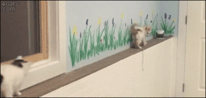 kittens on a ledge (animated gif)