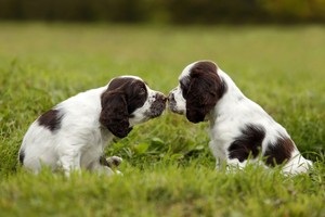  two chó con in the grass.838x0 q80.jpg