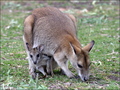 Agile Wallaby  - animals photo