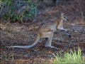 Agile Wallaby  - animals photo