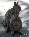 Allied Rock Wallaby  - animals photo
