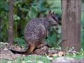 Allied Rock Wallaby  - animals photo