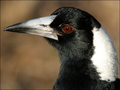 Australian Magpie - animals photo