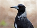 Australian Magpie - animals photo