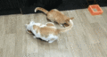 Cats - random photo